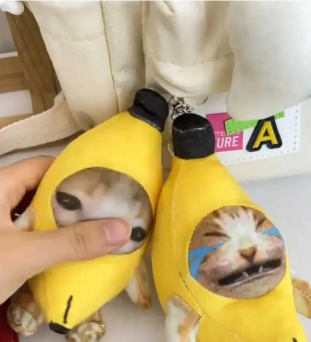 Crying cat