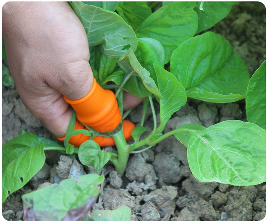 Fruit and Vegetable Picking